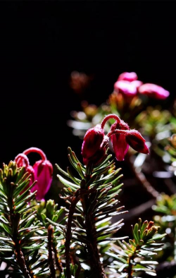 小众送妈妈的花有哪些花