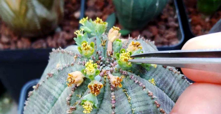 小众送妈妈的花有哪些花