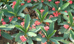 小众送妈妈的花有哪些花