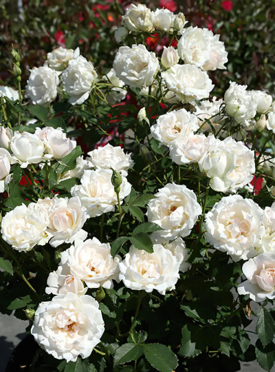 小众送妈妈的花有哪些花