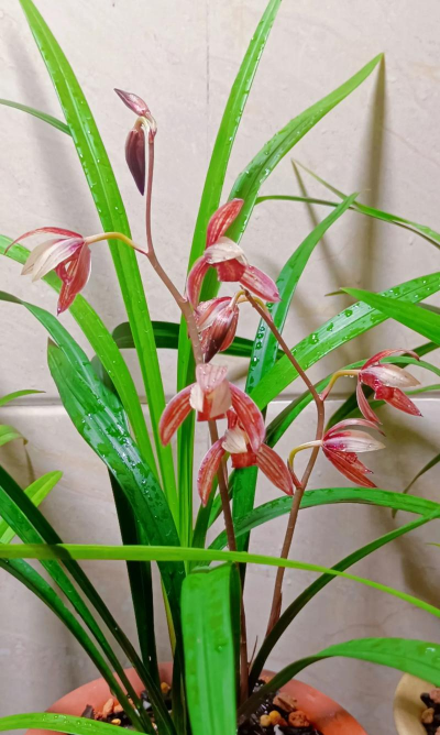 黑美人花怎么养