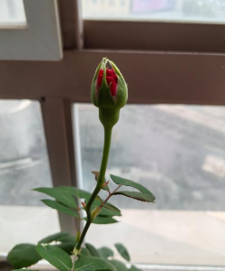 小众送妈妈的花有哪些花