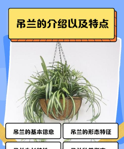 吊兰的用途是什么