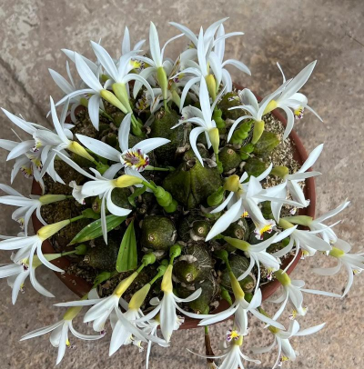 秋花独蒜兰叶子落后才开花吗