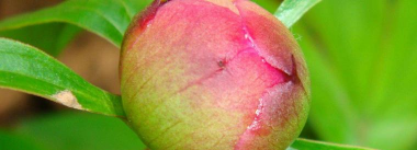 小众送妈妈的花有哪些花