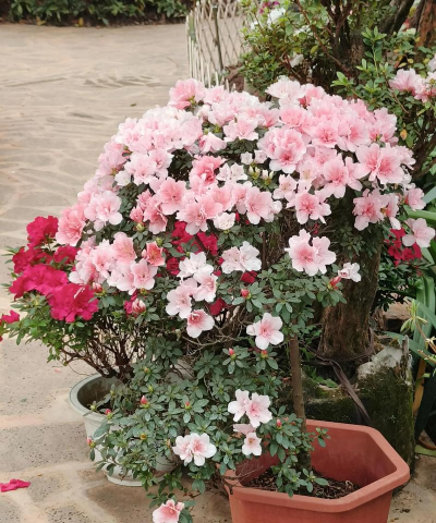 小众送妈妈的花有哪些花