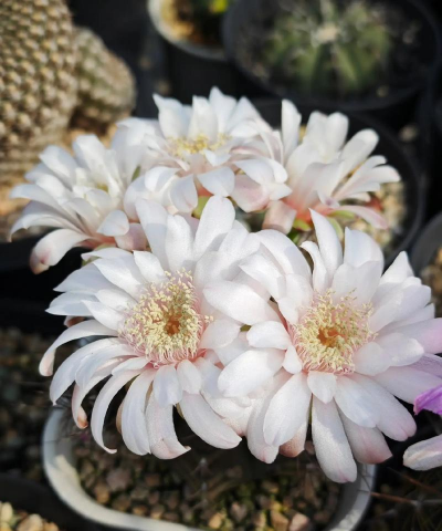 小众送妈妈的花有哪些花