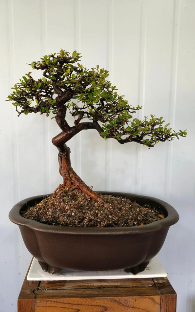 小众送妈妈的花有哪些花