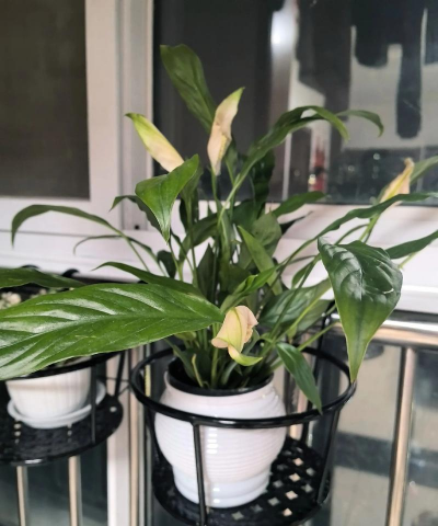 小众送妈妈的花有哪些花