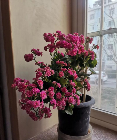 小众送妈妈的花有哪些花