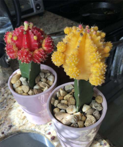 小众送妈妈的花有哪些花