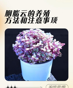 胭脂云夏天怎么养