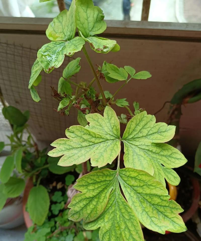 小众送妈妈的花有哪些花