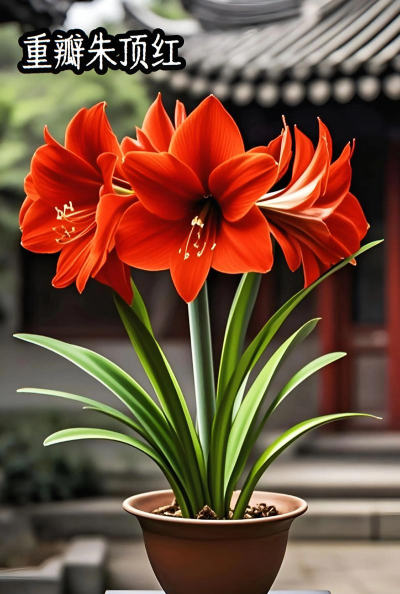 小众送妈妈的花有哪些花