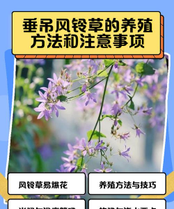 小众送妈妈的花有哪些花