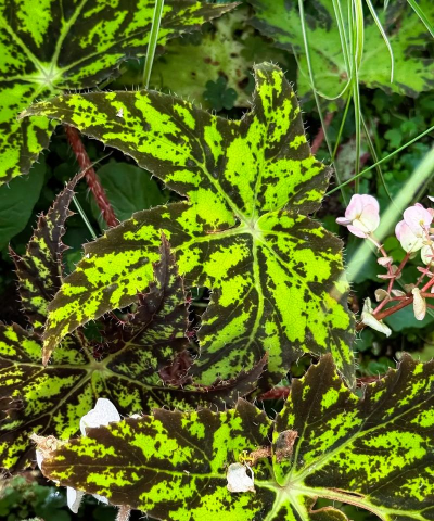 小众送妈妈的花有哪些花