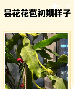 小众送妈妈的花有哪些花