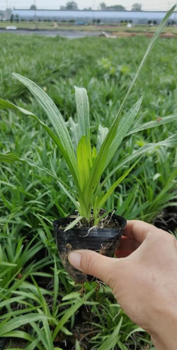 小众送妈妈的花有哪些花