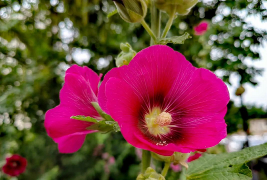 小众送妈妈的花有哪些花
