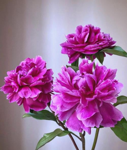 小众送妈妈的花有哪些花