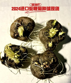 小众送妈妈的花有哪些花