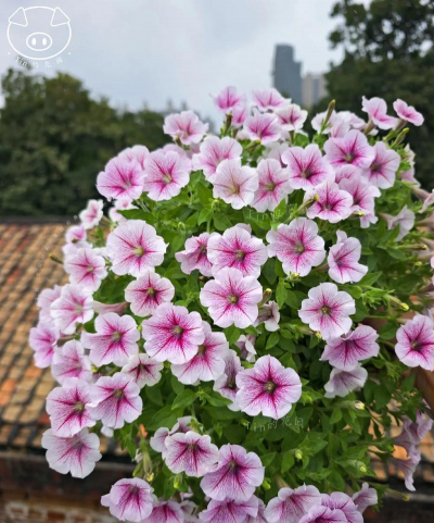 小众送妈妈的花有哪些花