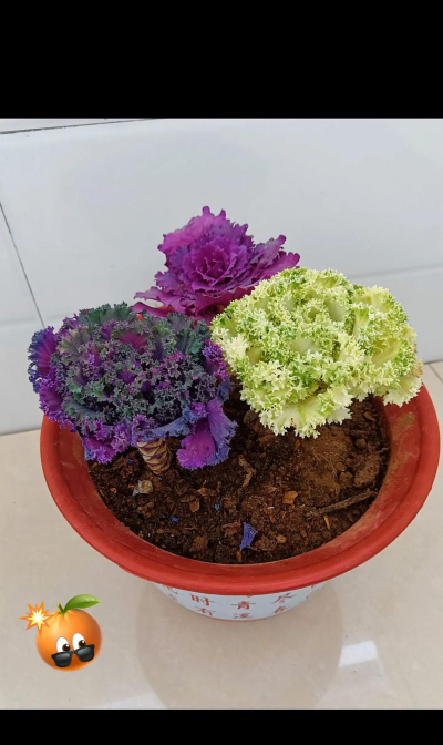 小众送妈妈的花有哪些花