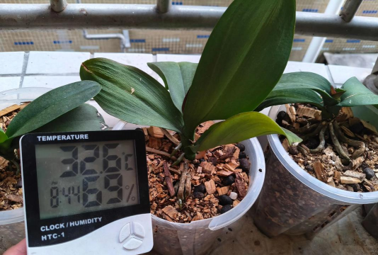 小众送妈妈的花有哪些花