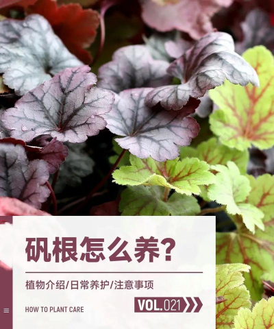 小众送妈妈的花有哪些花