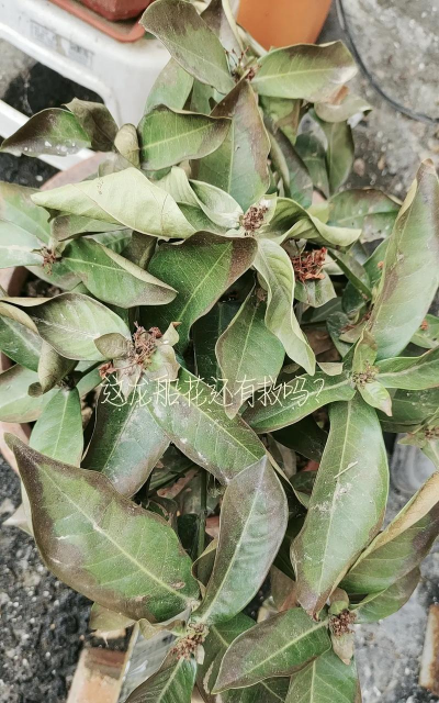 小众送妈妈的花有哪些花