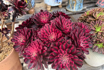 法师夏天必须断水吗