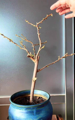 小众送妈妈的花有哪些花