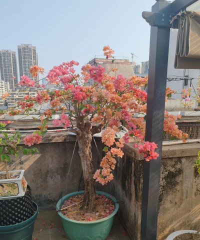 小众送妈妈的花有哪些花