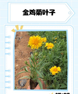 金鸡菊剪了叶子还会长吗?