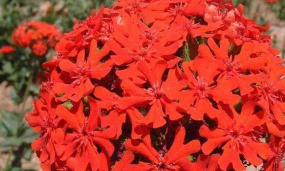 小众送妈妈的花有哪些花