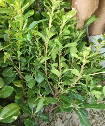 海桐树苗多少钱一棵