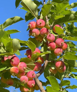 小众送妈妈的花有哪些花