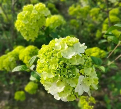 中华木绣球耐寒多少度