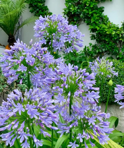 小众送妈妈的花有哪些花