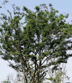 朴树耐寒最低温度是多少