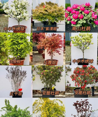 适合室外种植的花卉有哪些