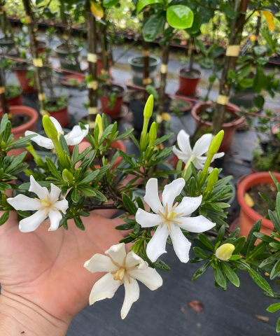 小众送妈妈的花有哪些花