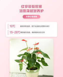 小众送妈妈的花有哪些花