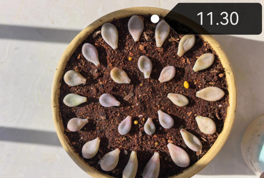 小众送妈妈的花有哪些花