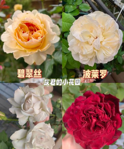 小众送妈妈的花有哪些花