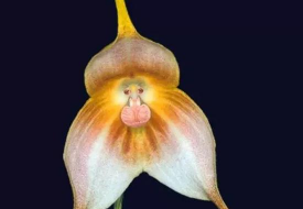 小众送妈妈的花有哪些花