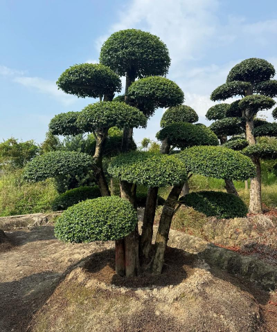 盆景小叶女贞的养殖方法
