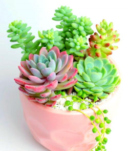 小众送妈妈的花有哪些花