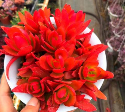 小众送妈妈的花有哪些花