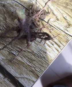 小众送妈妈的花有哪些花